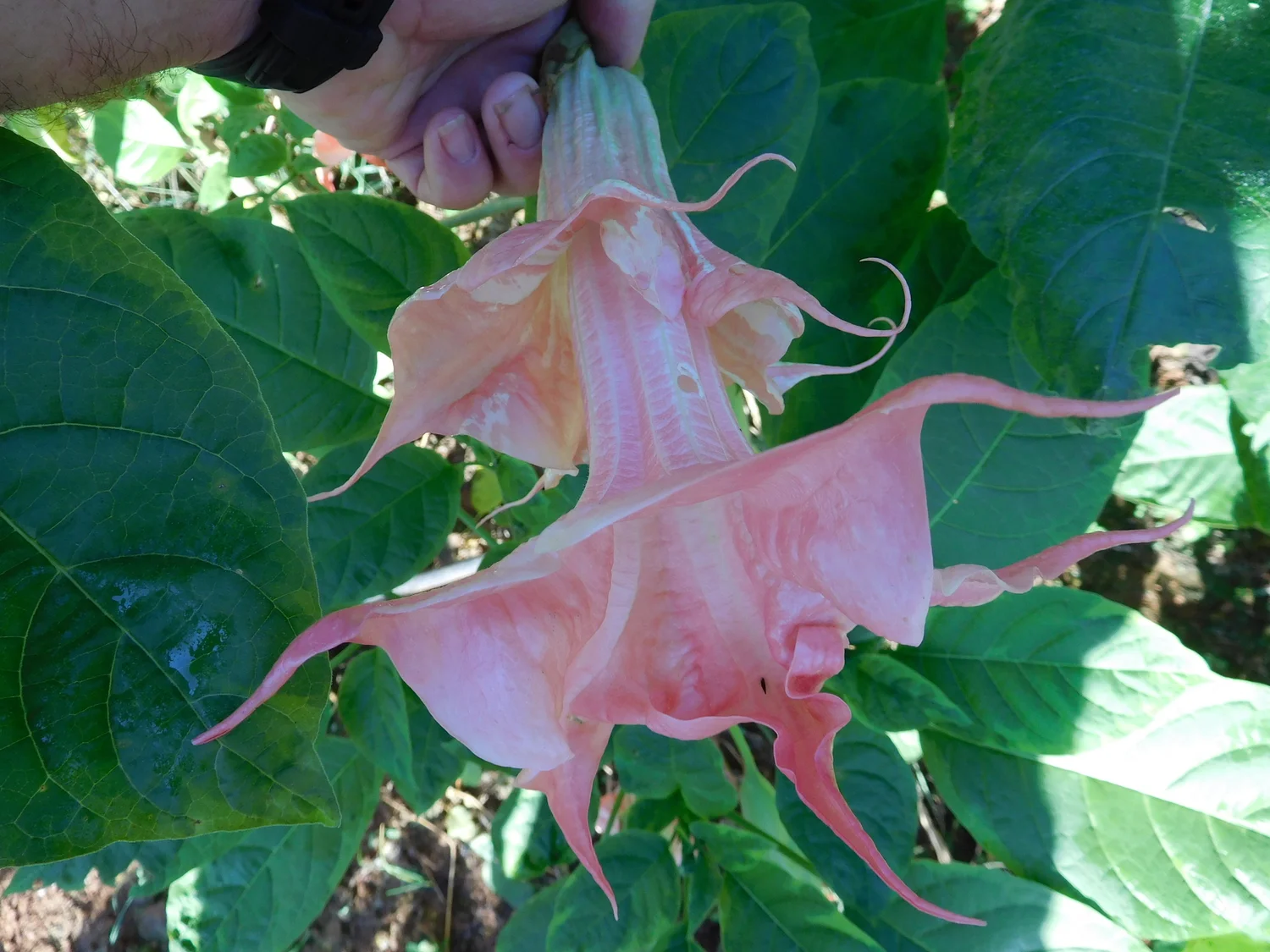 Pink Perfektion Variegated Brugmansia Plant — Angel Trumpet